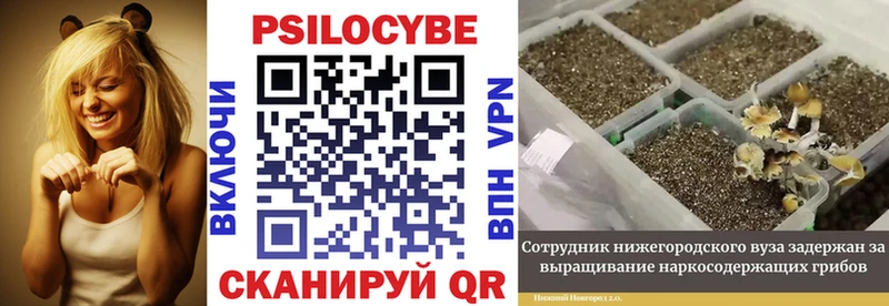 что такое   Камбарка  Псилоцибиновые грибы Psilocybe 